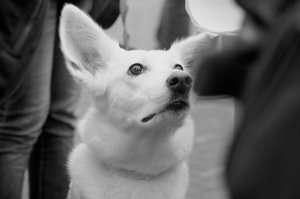 Моя собака, и собаки друзей и знакомых. Все собаки подобраны с улиц или взяты из приютов.