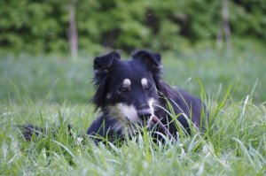 Моя собака, и собаки друзей и знакомых. Все собаки подобраны с улиц или взяты из приютов.