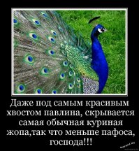 Пушистое чудо отнесли в парикмахерскую. Посмотрите, что оказалось под роскошной шерстью…