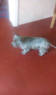 купила на рынке 4 года назад)) Понимает с полувзгляда, живем душа в душу)