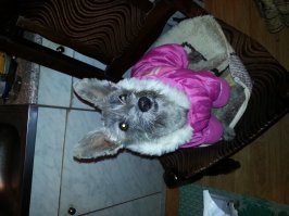 купила на рынке 4 года назад)) Понимает с полувзгляда, живем душа в душу)