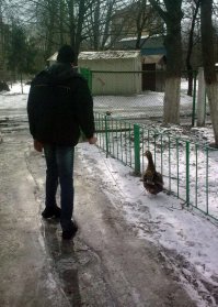 -Молодой человек, тут с гусем гулять нельзя..!
-Почему?
- Извините, но ваш гусь срет..!
- вон голуби срут, им можно?
- Молодой человек, голубь, это птица мира!
- но мой гусь тоже войны не хочет!