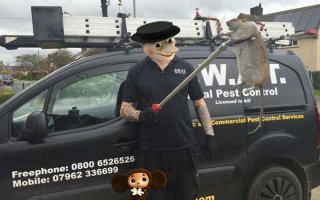 Гигантская «крыса-монстр», найденная на детской площадке в Лондоне