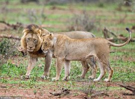 Вот еще мочилово царей. Возбужденный царь зверей и его не менее горячая избранница занимались любовной возней, и вдруг в их сексуальные игры попытался вмешаться неожиданный соперник, другой лев. На своей территории ты – король джунглей, если у тебя есть самка (самки) и потомство, и поэтому, в таких случаях приходится проучить наглеца.