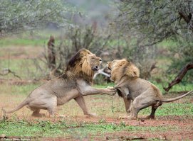 Вот еще мочилово царей. Возбужденный царь зверей и его не менее горячая избранница занимались любовной возней, и вдруг в их сексуальные игры попытался вмешаться неожиданный соперник, другой лев. На своей территории ты – король джунглей, если у тебя есть самка (самки) и потомство, и поэтому, в таких случаях приходится проучить наглеца.