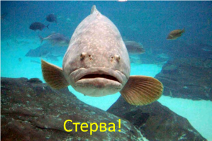 Схватка осьминога и краба с самым непредсказуемым финалом 