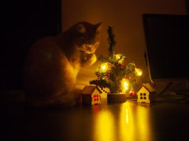 20 удивительных и красивых фотографий дворняжек