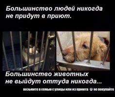 Планирую в ближайшее время переехать в частный дом. Друга пойду брать в приют.