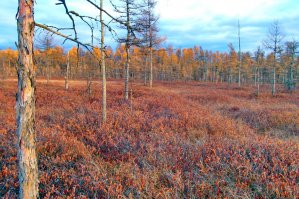 Красоты матушки Тайги !
