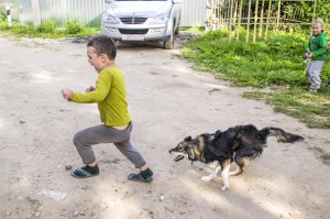 20 удивительных и красивых фотографий дворняжек