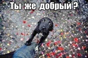 Всех собариков жаль, но ... (я про бездомных одиночек, не тех, что окончательно разуверились в людях и сбились в стаи).
Протянешь руку, бывалые, с угрюмым взглядом, отходят, смотрят настороженно издалека, а молодые ещё, держа дистанцию в полметра от ладони, будут бежать за тобой до подъезда, и пока доводчик медленно закрывает дверь подъезда почти с такой же скоростью меняется выражение их морд, от надежды, что ты «Тот Самый» до «...» (не знаю, что они о нас думают .
Сейчас просто идёшь и думаешь «Протянешь руку - дашь надежду, и ... ?», Куда, где, как!? Вообщем, сволочью себя чувствуешь.
Несколько лет назад у заводской столовой после обеда вышел к банкомату, подошёл сенбернар, по пояс мне, тощий, грязный, носом в ладонь залез (беляши были, пятница), сказал ему «Извини, сожрал!», он морду поднял, грустно посмотрел и ушёл. Время от времени вспоминаю (лет 5 прошло ) его и тощую колли, она шатаясь шла по дороге, просто при мне девятка её снёсла в сугроб, и не остановилась.
Всех жаль.