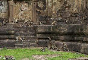"Украинцы" имеют такое же отношение к основанию города Киева как вот эти ребята - к развалинам городов и храмовых комплексов, где они обитают: