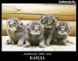 Сколько девушек нужно, чтобы выгнать одну крысу из дома?