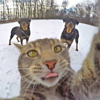 Всем привет! С Вами Дони Кэтсвиль и сегодня мы будем бегать от этих замечательных псов)