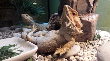 Мои вообще обленились!