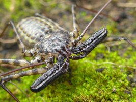 Без обид и яда