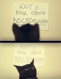 Смешные комментарии и высказывания из социальных сетей