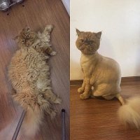 Пушистое чудо отнесли в парикмахерскую. Посмотрите, что оказалось под роскошной шерстью…