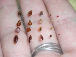 Блошиный рынок:
- какую брать будете?