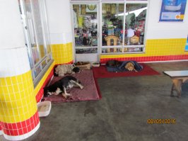 Там вообще к псинкам отношение трогательное. Вот тоже шелловская заправка в Куритибе.