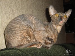 Номзя заметила муху.