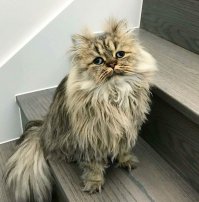 Два куска колбасы показали....