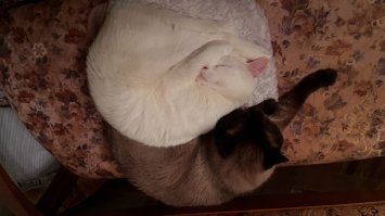 Для чего кошки ложатся спать с хозяевами?