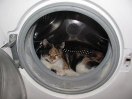 Не в первый раз. Кошка любит спать в стиралке.