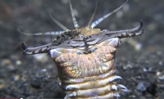 Больше всего этой твари боюсь и ведь не отобьешся если не боксер