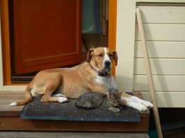 Собаку подобрали весной на даче, а котенок сам пришел.