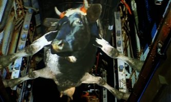 - Теперь моя коровка полетит.
 - Теперь многие полетят....