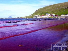 1е место Норвегия
Центром людской жестокости каждую осень становится Grindadrap - это так называемый фестиваль охоты на дельфинов. Проходит, как правило, в одной из бухт островов.