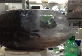 Пойманая малоротая макропинна