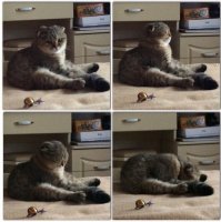 Для чего кошки ложатся спать с хозяевами?