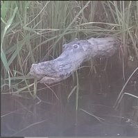 Подводная жизнь в обычной российской реке