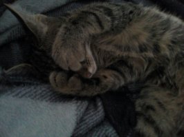 Моя вот так вчера уснула:)