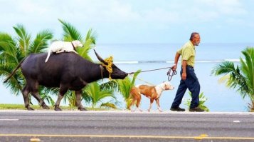 Ной уже не тот)