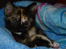 А это моя Штуша-Кутуша