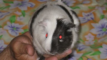 У меня была морская свинка, у которой половина морды была черная, а половина белая.