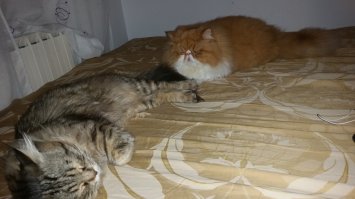 мои любители поспать