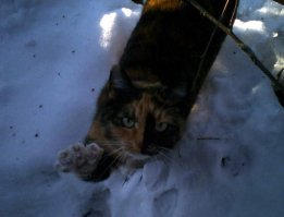 У соседей похожая кошка была... Дашка, дай лапку!)