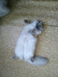 мой котяра ложится рядом,но не вплотную или вообще идёт спать в свой домик)