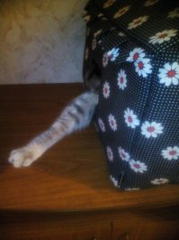 Я кот, мне так удобно.