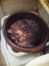 Я кот, мне так удобно.