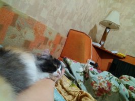 Для чего кошки ложатся спать с хозяевами?