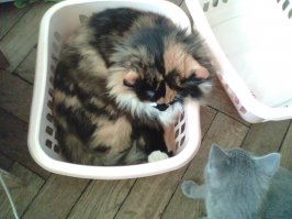 Какие яйцеклетки, окрас просто такой.
Бабочка на макушке негативно-позитивная у моей Ксюши.