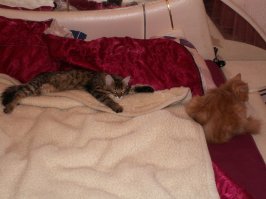 Та же картина, кошка породистая, и кота у подъезда подобрали...