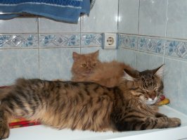 Та же картина, кошка породистая, и кота у подъезда подобрали...