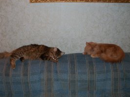 Та же картина, кошка породистая, и кота у подъезда подобрали...