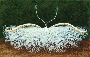 Это часть хвоста лирохвоста, поселившегося в стволе